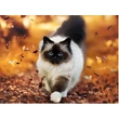 Kép 1/2 - Gyémántkirakó készlet - Ragdoll cica 