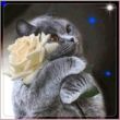 Kép 1/2 - Gyémántkirakó készlet - Szürke cica rózsával
