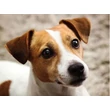 Kép 1/2 - Gyémántkirakó készlet - Jack Russel kutyus