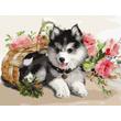 Kép 1/3 - Számfestő - Husky kölyök