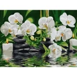 Kép 1/3 - Számfestő - Fehér orchideák