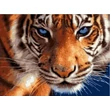 Kép 1/3 - Számfestő - Tigris közelről