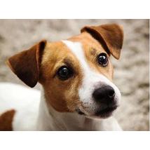 Gyémántkirakó készlet - Jack Russel kutyus