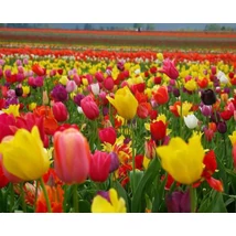 Gyémánt kirakó készlet - Tulipánok