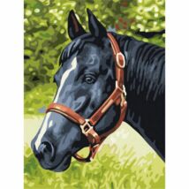 Számfestő - Fekete ló