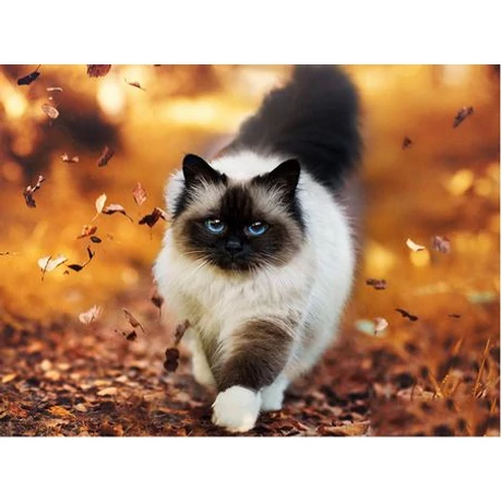 Gyémántkirakó készlet - Ragdoll cica 